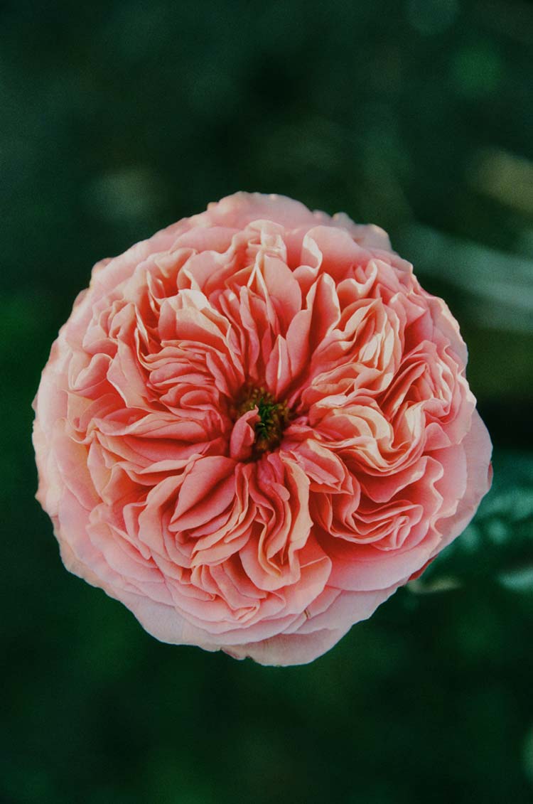 A full-bloom pink garden rose against deep green foliage — nature and beauty at the heart of Saywood's commitment to doing good